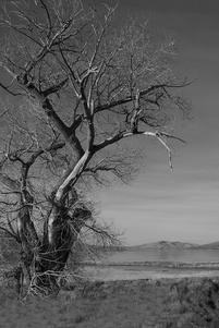 BW Fine art photography by Renee Ekleberry