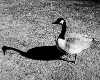 BW Fine art photography by Renee Ekleberry