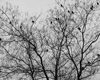 BW Fine art photography by Renee Ekleberry